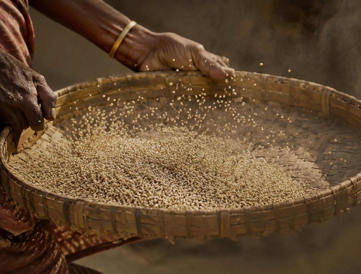 Hands winnowing sesame seeds in a bamboo tray on the farm